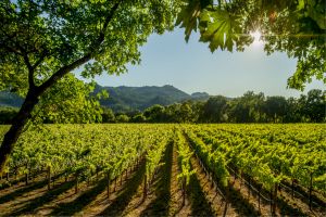 2019Deidesheimer?Riesling 2019Deidesheimer?Riesling